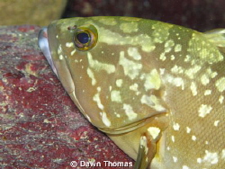 Juvenile Dusky Grouper resting on a rock in the tunnel at... by Dawn Thomas 